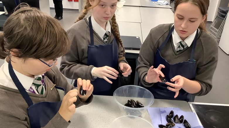 Food Tech - Mussels